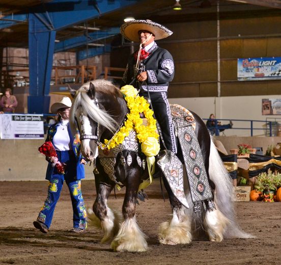 Dapple Gypsy Cob Stallion